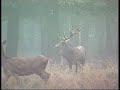 Capital Red deer, Veluwe.