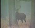 Capital Red deer, Veluwe.