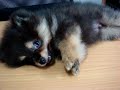 Paloki - Pomeranian Puppy