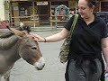 Obstinate Donkey