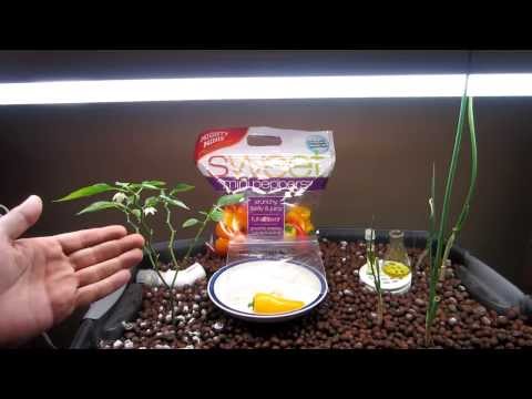 how to fertilize green onions