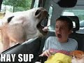 It is Caturday! Very Funny Cats!