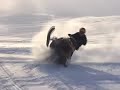 Back country snowmobile riding in Canada- Ross Mercer Back country snowmobile riding in Canada- Ross Mercer