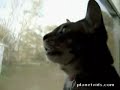 cat simulates barking dog cat simulates barking dog