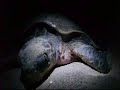 tortugas-golfinas-liberadas.html