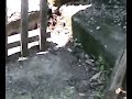 lucertole che si curreano!