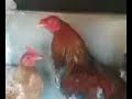 pollos de crianza pollos de crianza