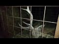 Ciervo agoniza en una jaula del Parque Nacional de Monfragüe