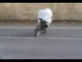a arrib dude doing a burn out on a push bike