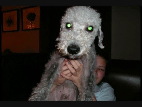 bedlington terrier