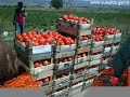 Burdurlu Hafız (Rıza Yağız) - Çökertmeden çıktımda halilim