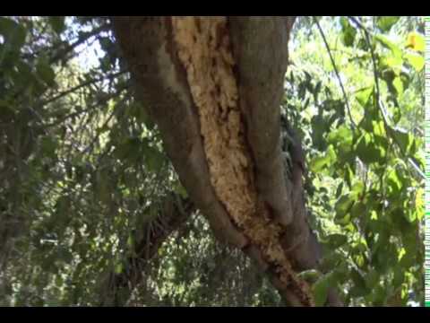 how to cure oak logs
