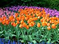 Keukenhof, Holland.