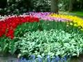 Keukenhof, Holland.