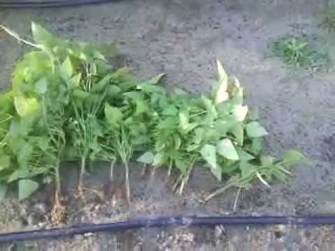 how to fertilize butter beans