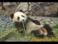 videos de Panda Cub  子パンダ明浜