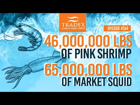 3MMI - Oregon Pink Shrimp and California Market Squid Update