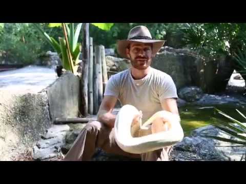 YouTube reptile video