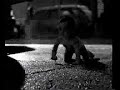 BABY IN DANGER CRAWLING ACROSS BUSY STREET BABY IN DANGER CRAWLING ACROSS BUSY STREET