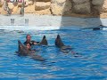 Dolphinella sharm el sheik