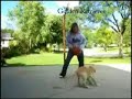 Dog Breeds - Rase de caini