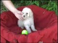 Dog  Rases - Rase de caini