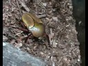 Eudicella sp