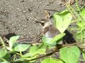 ガラパゴス ダーウィンフィンチ