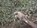 ガラパゴス