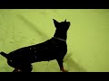 Click here to watch this video Snowberman