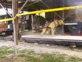 Pitbull Weightpull Oklahoma