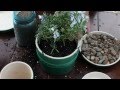 Le Creuset Kitchen Sessions Herb Potting with Garden Manager Jeff Ross