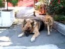 Niky & Fido 2
