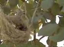 Hatchlings