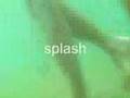 Splash
