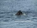 Dolphin Show - Subic Bay, Philippines