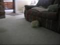 videos de Cute Maltipoo puppy!!