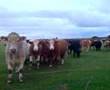 bringin in the cowz