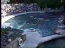 Part two of Bjossa's performance, Vancouver Aquarium, 1998Filmed by Nina Tryggvason, Lavender Productions