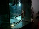 Robot fish Robot fish