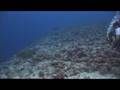 Blue Corner, Palau Part 1
