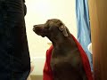 FAT DOG EATS CAT POOP OMG*Super Britney The Super Dog