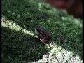 Colostethus calling in french guiana