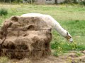 Llama's in Penrith