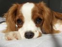 Roommating: Episode 12 - Dog