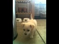 Chi-Poo