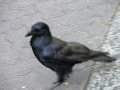 RAVENOUS in the Streets of Canberra 2: Circumambulated