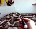 (uploaded by Toxicity)&nbsp;50 Mw laser