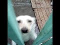 Piekny psiak ze schroniska w ?odzi! Piekny psiak ze schroniska w ?odzi!