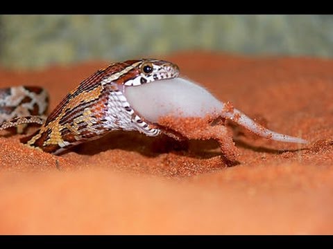 YouTube reptile video